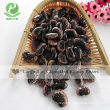 Export large black purple speckled kidney beans